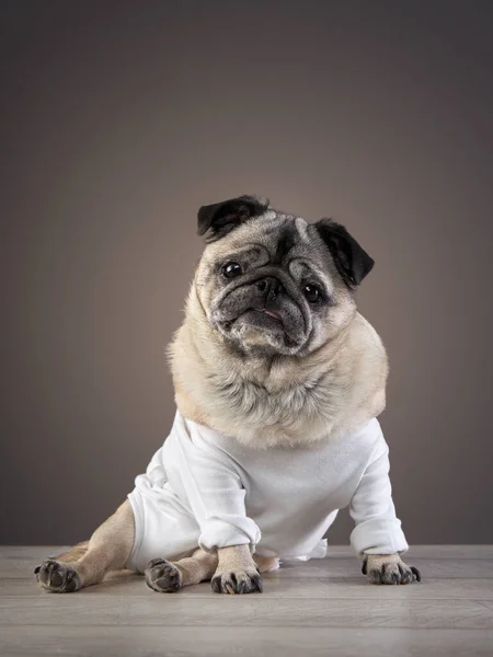 portrait of a disabled dog. special Pug in studio