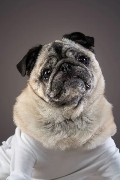 portrait of a disabled dog. special Pug in studio