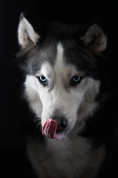 Husky auf dunklem Hintergrund. Hundeporträt im Atelier — Stockfoto