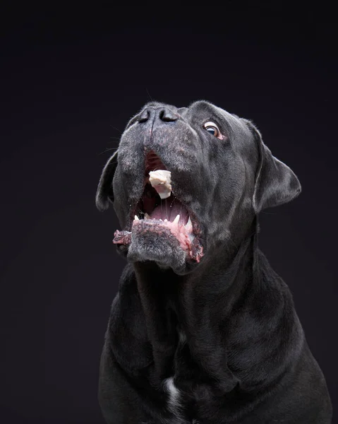Fekete hátterű kutya. Kék Intalian Cane Corso — Stock Fotó