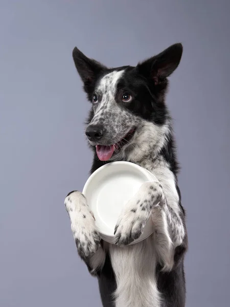 Funny dog. Happy Border Collie curve muzzle Royalty Free Stock Images