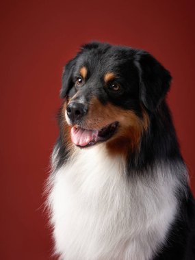 Kırmızı arka planda bir köpek. Avusturalya Shepherd stüdyo resmi