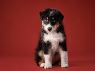 Kırmızı arka planda bir köpek. Avusturalya Shepherd stüdyo resmi