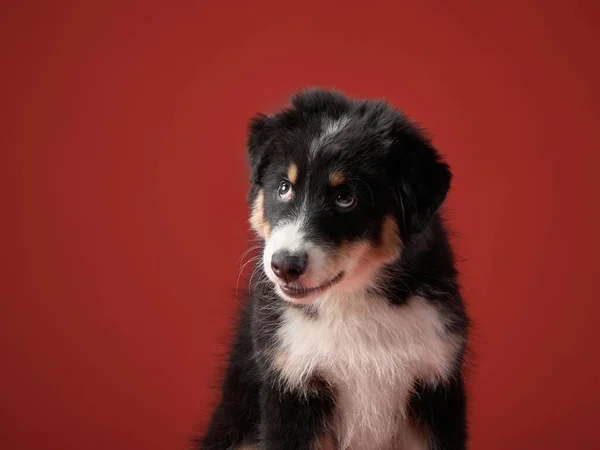 Hund på en röd bakgrund. Australiska Shepherd studio porträtt — Stockfoto