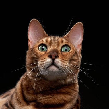 Siyah arka planda Bengal kedisi. komik hayvan oyunu