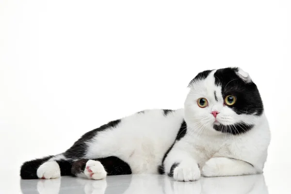 Scottish Shorthair cat on a white background. studio photos for advertising. Happy pet. — Stock Photo, Image