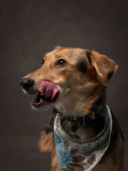Retrato de cão em uma tela marrom. Mistura de raças. Pet no estúdio, foto artística no fundo — Fotografia de Stock