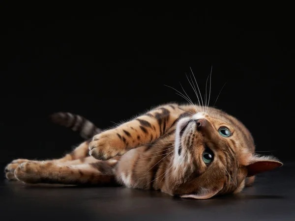 Bengal cat on a black background. funny pet playing — Stock Photo, Image