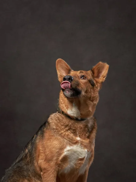 Portret van hond op een bruin doek. Mix van rassen. Huisdier in de studio, artistieke foto op de achtergrond — Stockfoto