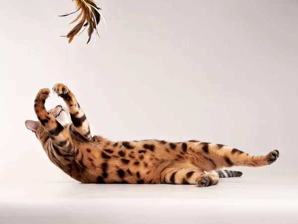 Bengalski kot na beżowym tle. śmieszne zwierzę gry — Zdjęcie stockowe