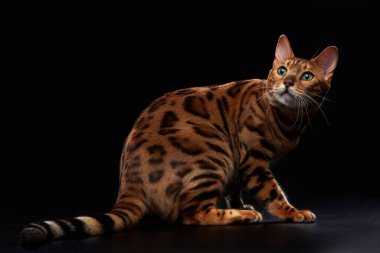 Siyah arka planda Bengal kedisi. komik hayvan oyunu