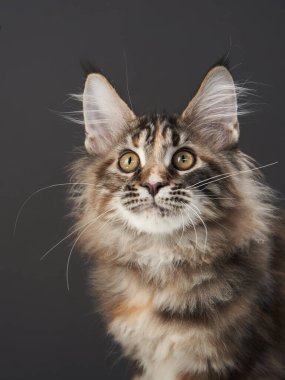 Tuvalin arka planında siyah bir evcil hayvan üzerinde Maine Coon Kitty. kedi portresi
