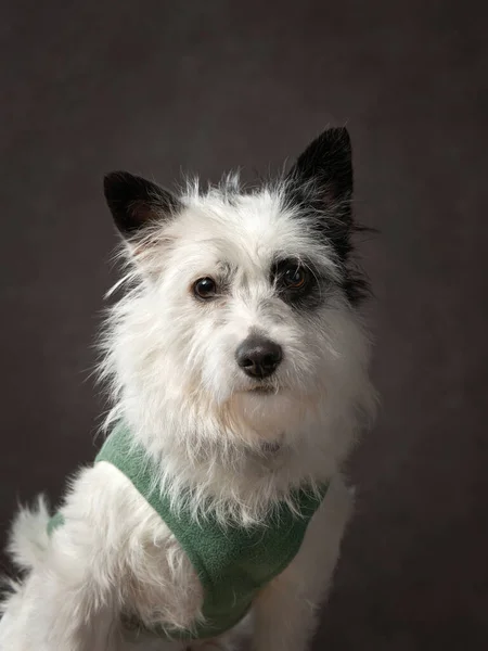 Retrato de cão em uma tela marrom. Mistura de raças. Pet no estúdio, foto artística no fundo — Fotografia de Stock
