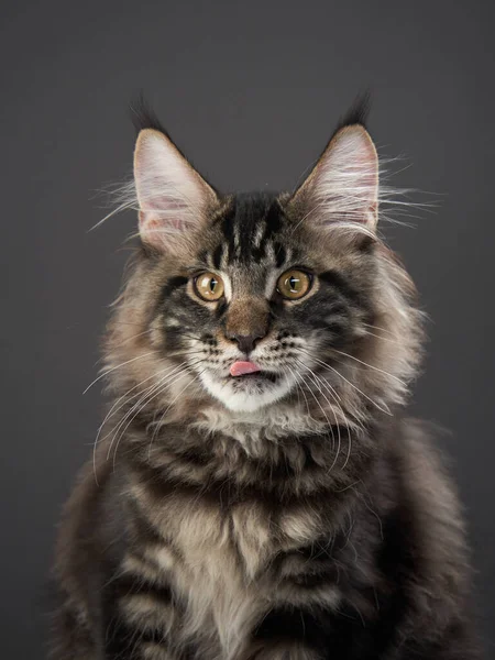 Maine Coon Kitty auf einem dunklen Haustier auf dem Hintergrund der Leinwand. Katzenporträt — Stockfoto