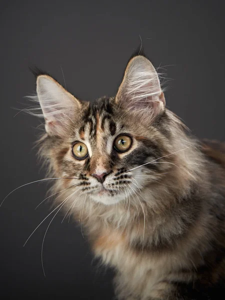 Maine Coon Kitty en una mascota oscura en el fondo del lienzo. retrato de gato — Foto de Stock