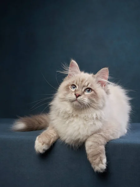 Gatito siberiano sobre fondo azul. Foto de estudio de gato para publicidad. Feliz mascota —  Fotos de Stock