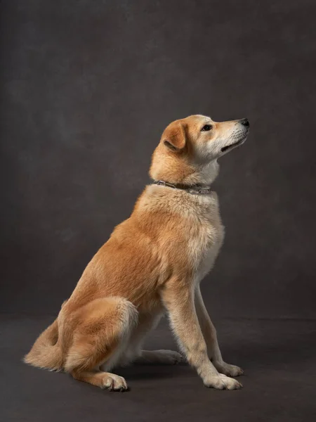 Portrait de chien sur une toile marron. Mélange de races. Pet in the studio, photo artistique en arrière-plan — Photo