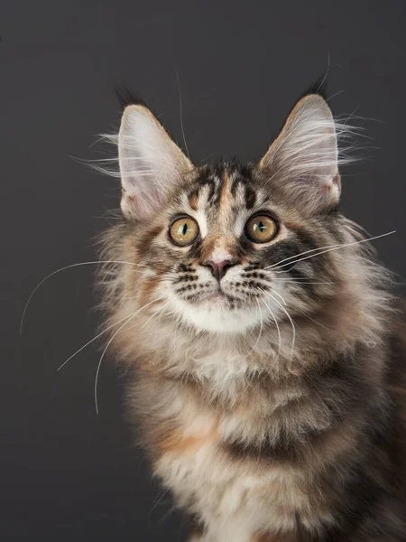 Maine Coon Kitty på en mörk Pet på bakgrunden av duken. kattporträtt — Stockfoto