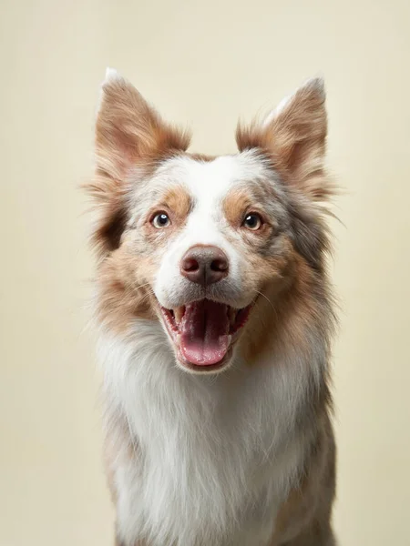 Przygraniczny pies Collie na jasnym tle. Szczęśliwy zwierzak w studio — Zdjęcie stockowe