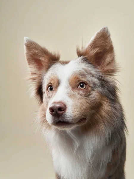 Fronteira Collie cão em um fundo brilhante. Feliz animal de estimação no estúdio — Fotografia de Stock