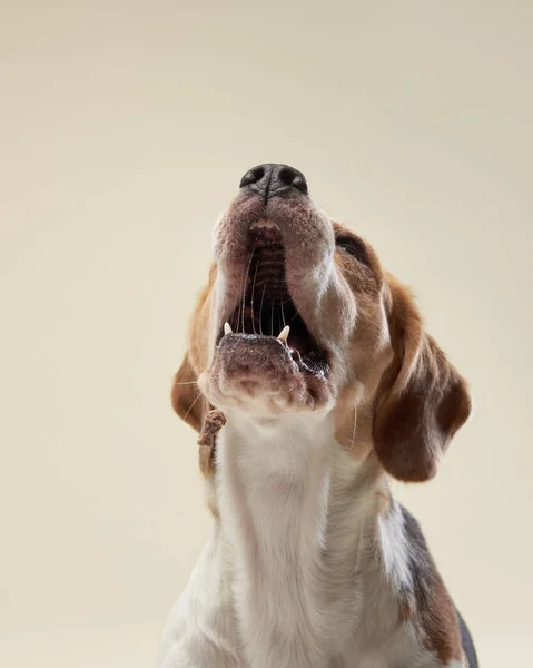 Pies gończy na jasnym tle. Szczęśliwy zwierzak w studio — Zdjęcie stockowe