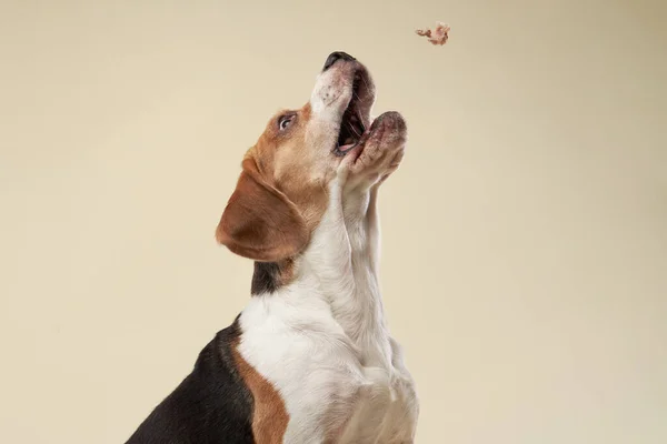 Cão beagle em um fundo brilhante. Feliz animal de estimação no estúdio — Fotografia de Stock