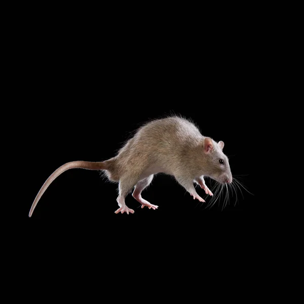 Decoratieve ratten springen. Knaagdieren op een zwart — Stockfoto