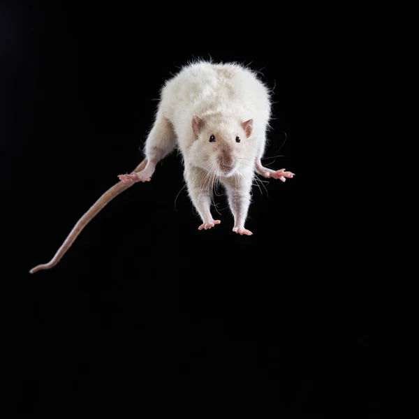 Decoratieve ratten springen. Knaagdieren op een zwart — Stockfoto