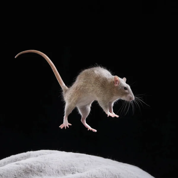 Dekorativní krysy skákají. Hlodavci na černém — Stock fotografie