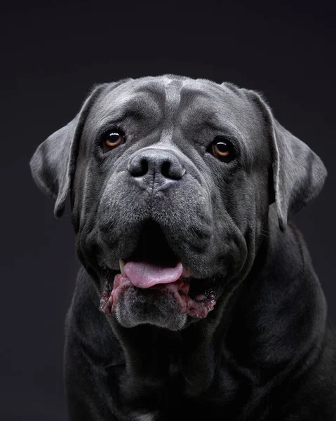 Perro sobre un fondo negro. Blue Intalian Cane Corso — Foto de Stock