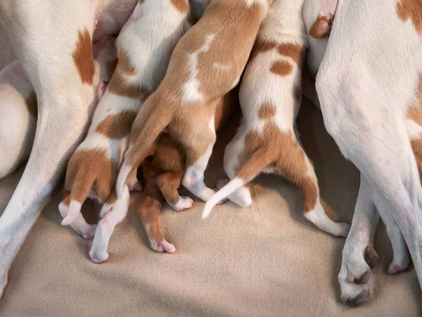 Cachorros recém-nascidos na cama. cão espanhol galgo. — Fotografia de Stock