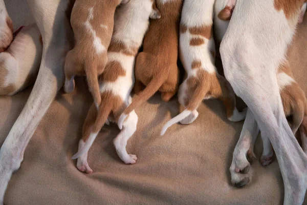 Cachorros recién nacidos en la cama. perro galgo español. — Foto de Stock