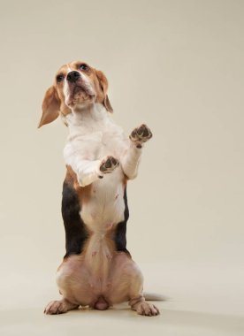 Parlak bir arka planda av köpeği. Stüdyoda mutlu bir hayvan