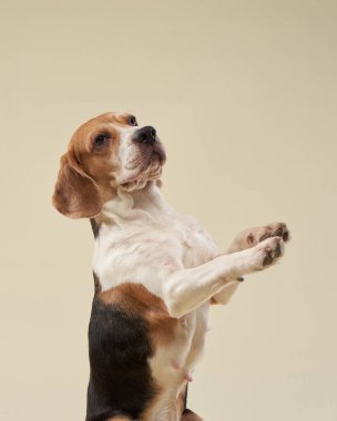 Parlak bir arka planda av köpeği. Stüdyoda mutlu bir hayvan