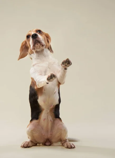 Cão beagle em um fundo brilhante. Feliz animal de estimação no estúdio — Fotografia de Stock