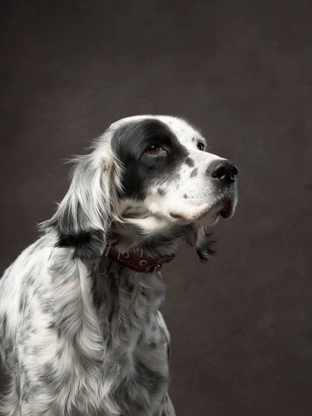 Retrato de cão em uma tela marrom. Mistura de raças. Pet no estúdio, foto artística no fundo — Fotografia de Stock