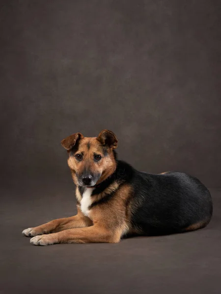 Kahverengi bir tuvalde köpek portresi. Türlerin karışımı. Stüdyoda evcil hayvan, arka planda sanatsal fotoğraf. — Stok fotoğraf