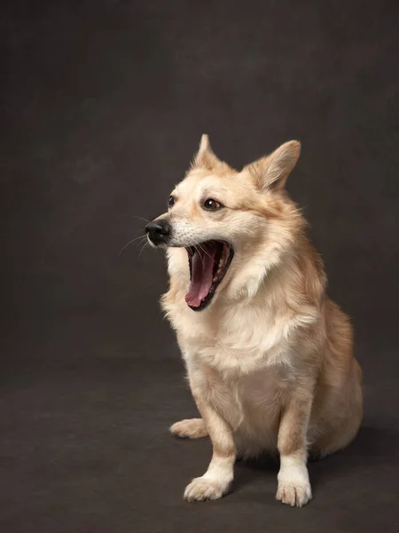 Retrato de perro sobre un lienzo marrón. Mezcla de razas. Mascota en el estudio, foto artística en el fondo — Foto de Stock