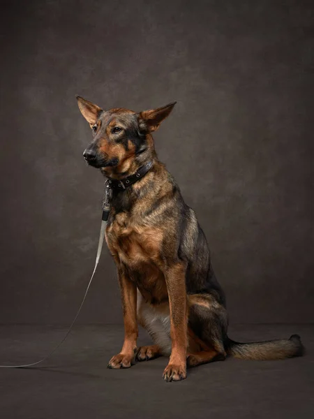 Portrait of dog on a brown canvas. Mix of breeds. Pet in the studio, artistic photo on the background — Stock Photo, Image