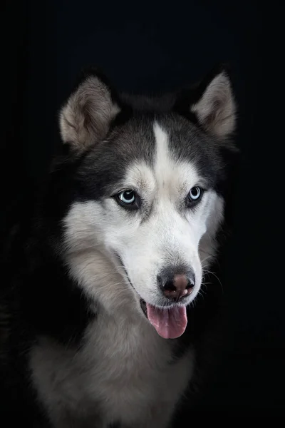 Husky na ciemnym tle. Portret psa w studio — Zdjęcie stockowe