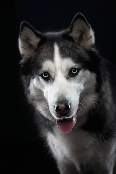 Husky sobre un fondo oscuro. Retrato de perro en estudio — Foto de Stock