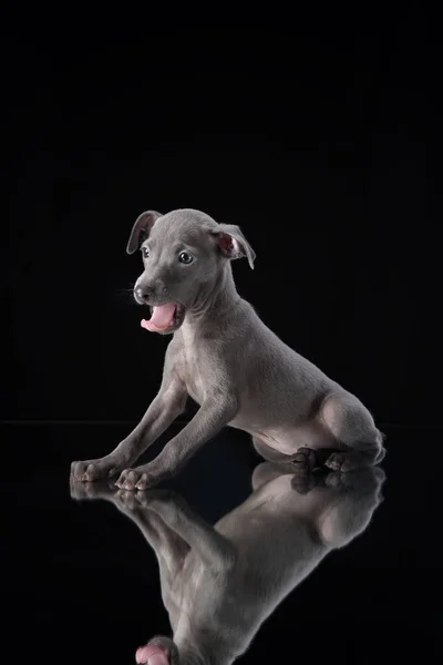 Carino cucciolo di levriero. Cane su sfondo nero in studio — Foto Stock