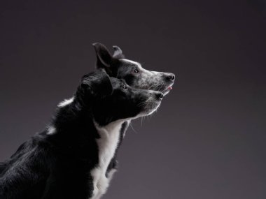 İki köpek birlikte. Mutlu Sınır Collie stüdyoda karanlık bir altyapıda.