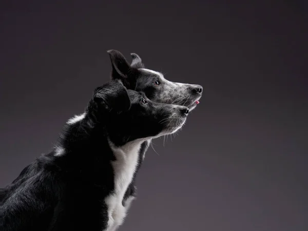 Dva psi pohromadě. Happy Border Collie na tmavém pozadí ve studiu — Stock fotografie