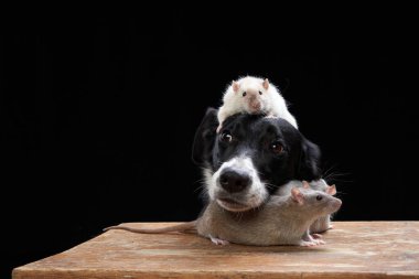 Köpek ve fareler siyah arka planda birlikte. Evcil hayvan ilişkileri. 