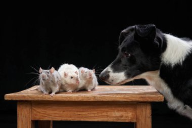 Köpek ve fareler siyah arka planda birlikte. Evcil hayvan ilişkileri. 