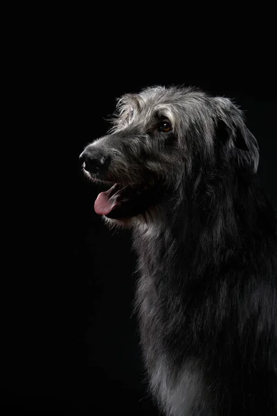 Cão de lobo irlandês sobre um fundo preto. Retrato de cão em estúdio — Fotografia de Stock