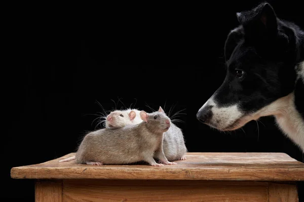 검은 배경에는 개와 쥐가 함께 앉아 있습니다. 애완 동물 관계. — 스톡 사진