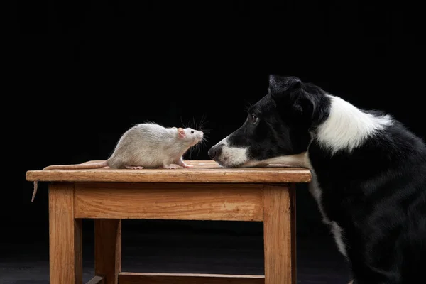 Köpek ve fareler siyah arka planda birlikte. Evcil hayvan ilişkileri. — Stok fotoğraf