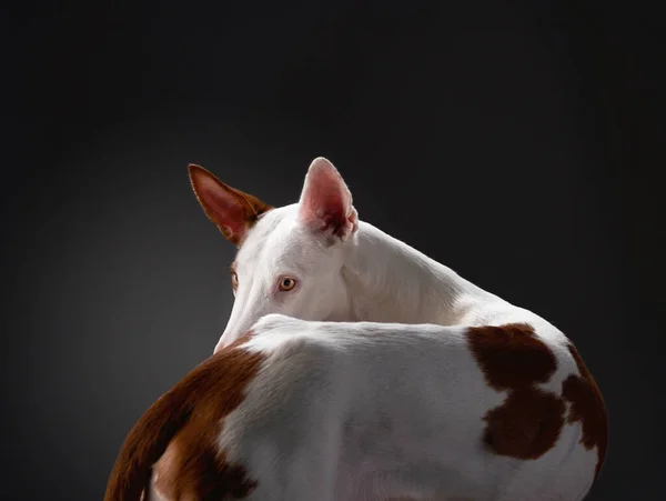 Hond op een zwarte achtergrond in de studio. Slanke Spaanse hazewindhond, podenko ibitsenko — Stockfoto